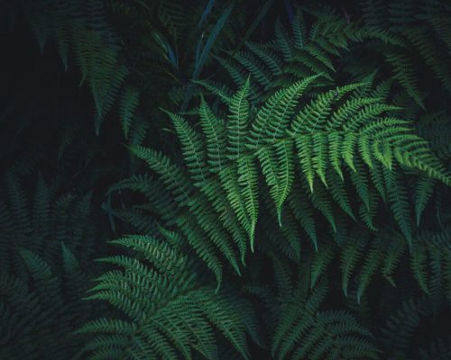 nick-cooper-731773-unsplash